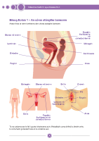 Bileog Eolais 1 - An córas atáirgthe baineann - Female reproductive system front page preview
              