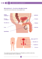 Bileog Eolais 2 - An córas atáirgthe fireann - Male reproductive system front page preview
              