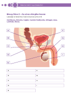 Bileog Oibre 2 - An córas atáirgthe fireann - Male reproductive system front page preview
              