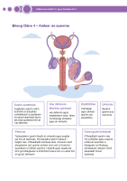 Bileog Oibre 4 - Aistear na speirme - Journey of the sperm front page preview
              