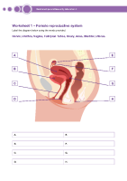 Worksheet 1 - Female Reproductive System front page preview
              
