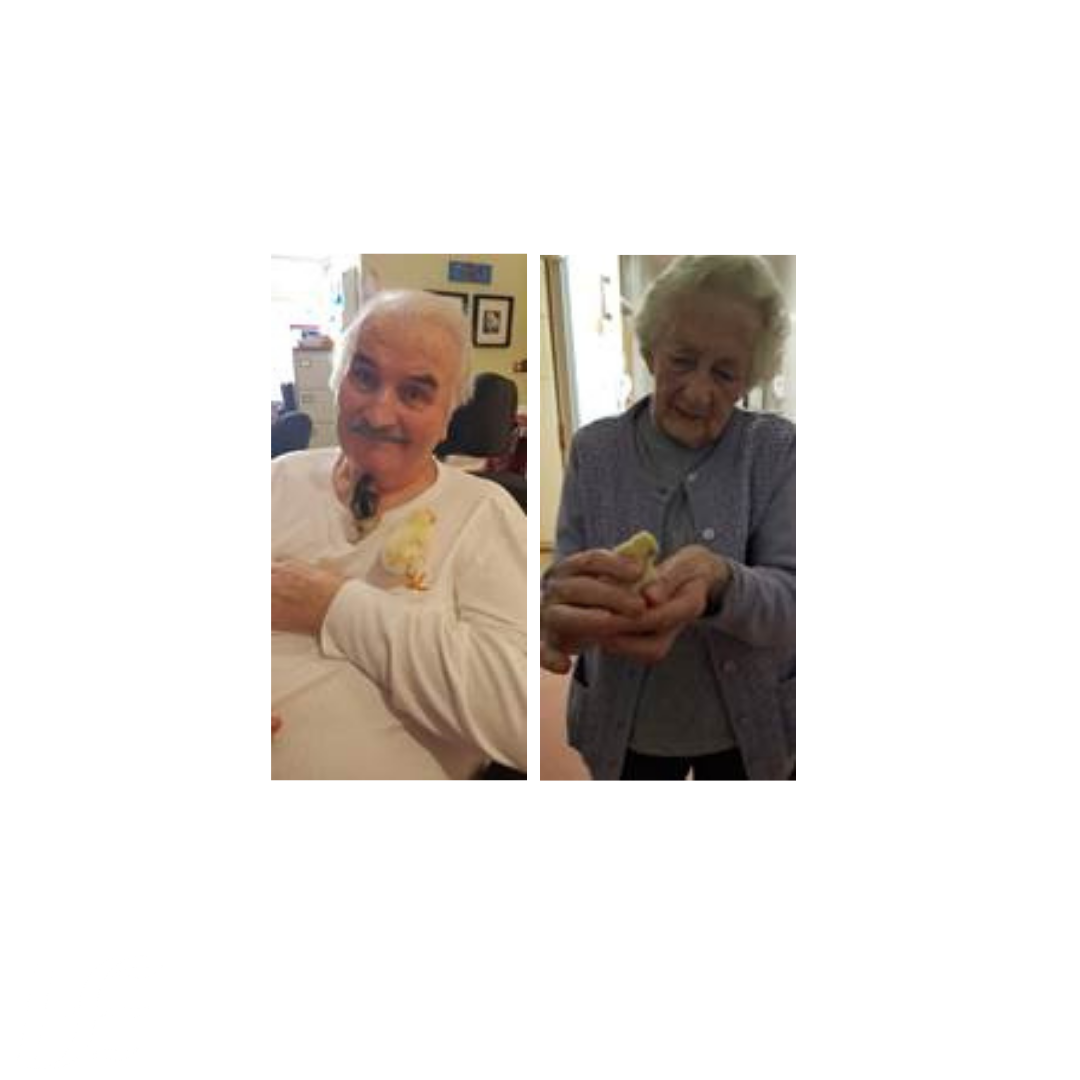 Chicks bring cheer to Dungarvan Community Hospital