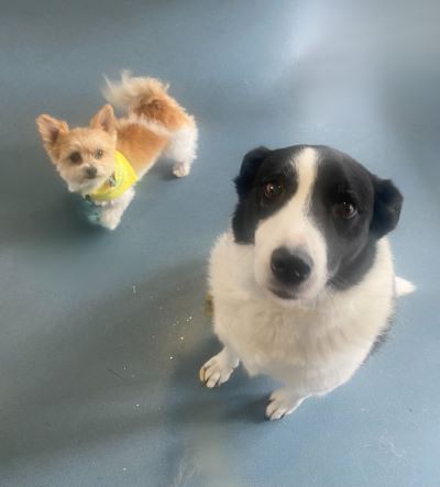 2 cute dogs photograpahed from above