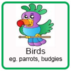Safety around Birds Safety around Birds
