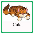 Safety around Cats Safety around Cats