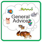 General Pet Safety Advice General Pet Safety Advice