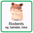 Safety around Rodents Safety around Rodents