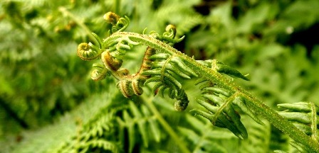 Fern_new_growth