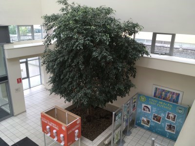 Tree at Main Entrance Tree at Main Entrance
