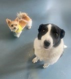 2 cute dogs photographed from above